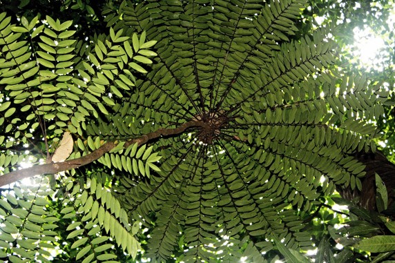  SOMA HERB Tongkat Ali extrakt - 1% eurycomanonu 25 g